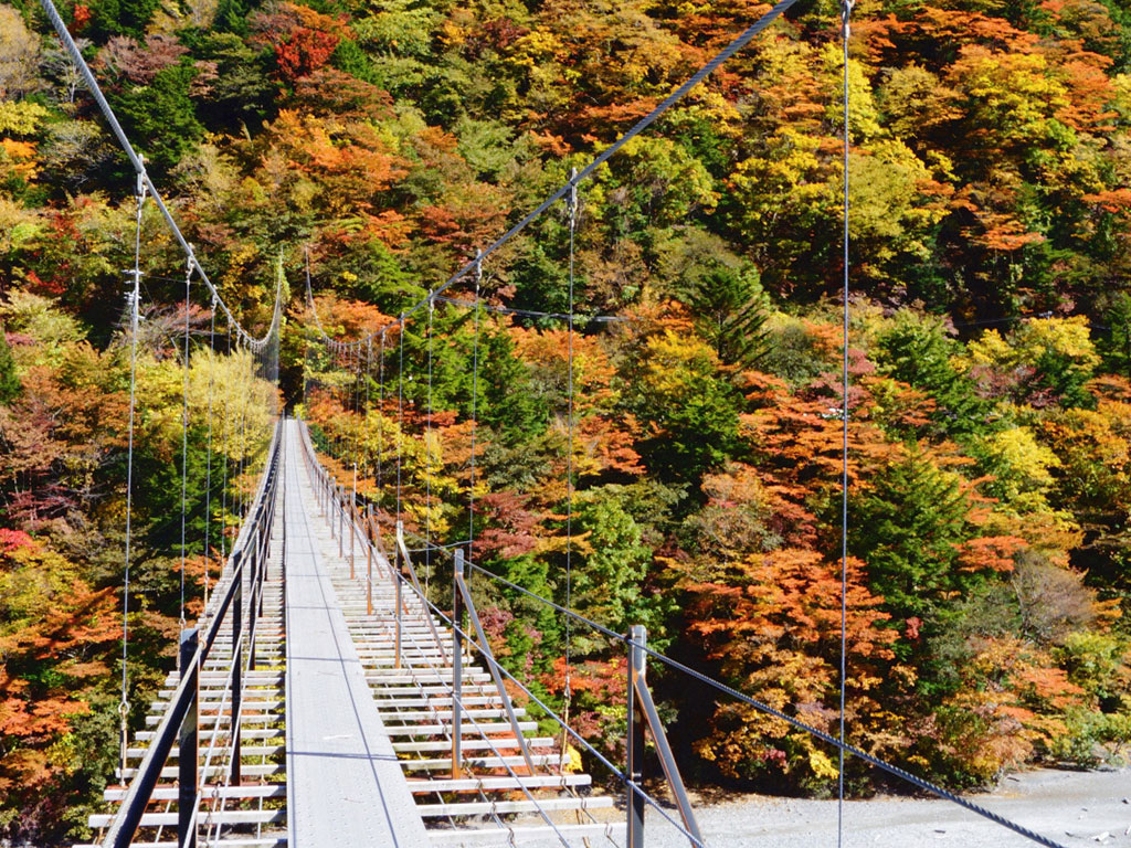 畑薙大吊橋周辺の紅葉