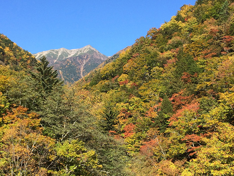 椹島ロッヂ周辺の紅葉