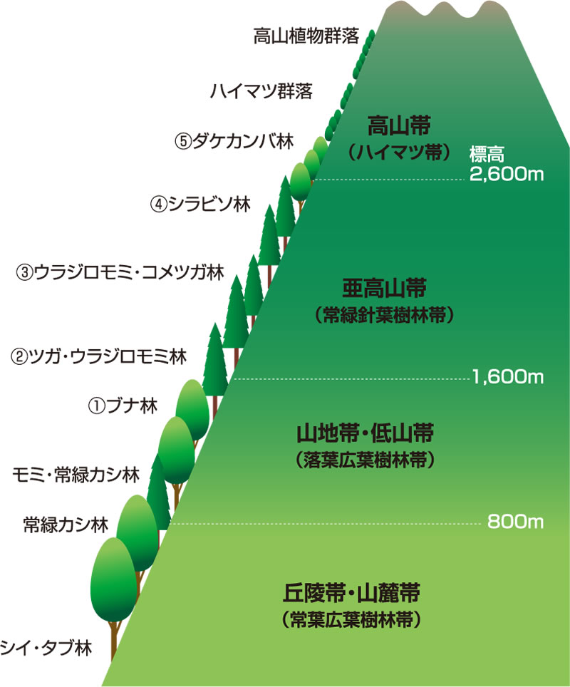 森林の垂直分布図