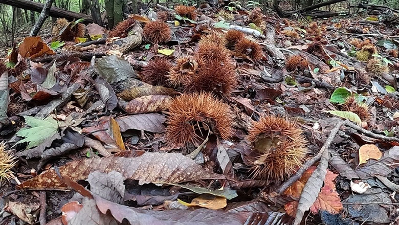 リバウェル井川　秋の野山探索とクラフト体験