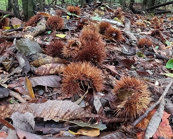 秋の野山探索とクラフト体験